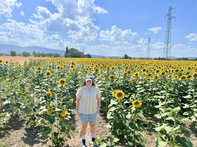 Sunflower field in Umbria